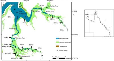 Bycatch of a Critically Endangered Shark Glyphis glyphis in a Crab Pot Fishery: Implications for Management